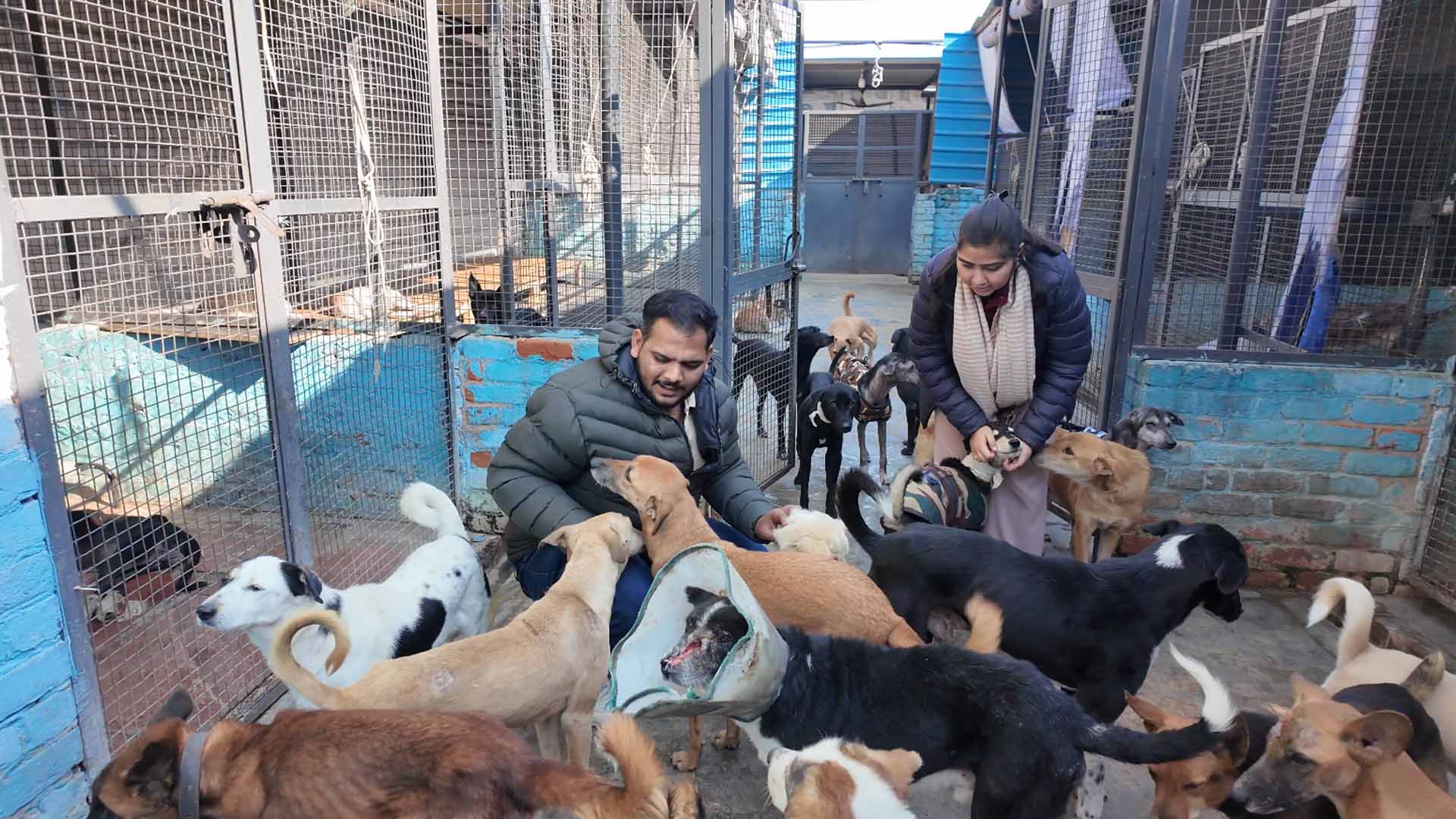 Help Ritika Rescue And Care For Thousands Of Abandoned And Abused ...